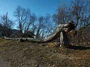 Monte Gugliemo dal sentiero nel Bosco degli Gnomi il 16 marzo 2013  - FOTOGALLERY